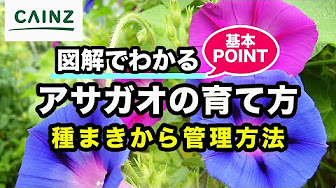 Nan Nan Back Undefined Skip Navigation Search Search Sign In Undefined Home Home Explore Explore Subscriptions Subscriptions Library Library History History Unavailable Videos Are Hidden Play All カインズ花図鑑 219 Videos 77 000 Views Last