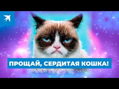 Прощай, Сердитая кошка!
