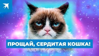 Прощай, Сердитая кошка! Прощай, Сердитая кошка!