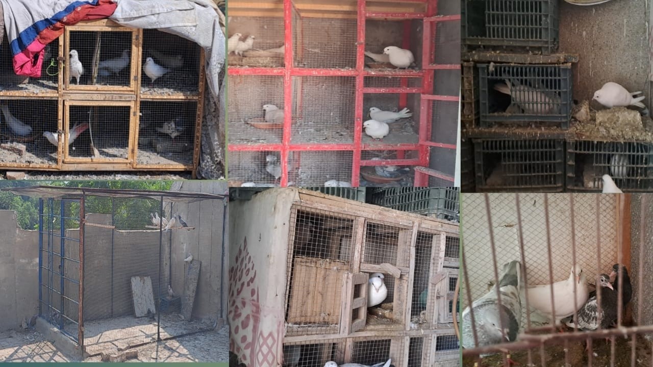 best breeding cage for pigeon