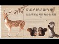 【毛起來玩 】從羊毛氈認識台灣！打造專屬的台灣特有動物圖鑑｜YOTTA線上課程預告