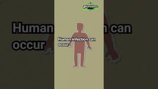 Download Lagu STOP met het negeren van de waarschuwingssignalen van het Nipah-virus. MP3