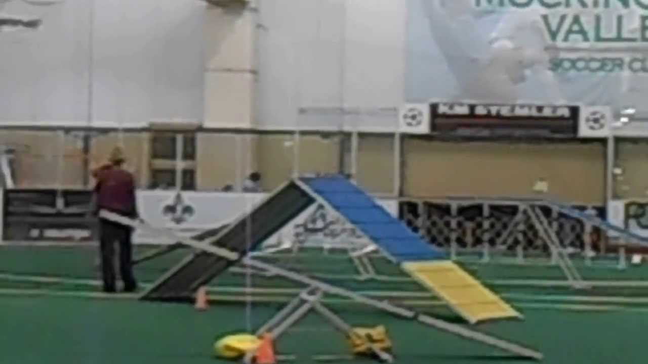 DallyDerby City Agility Masters 4" STD Pref 8/31/13 YouTube