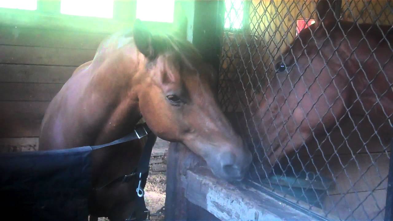 Two Horses Kissing