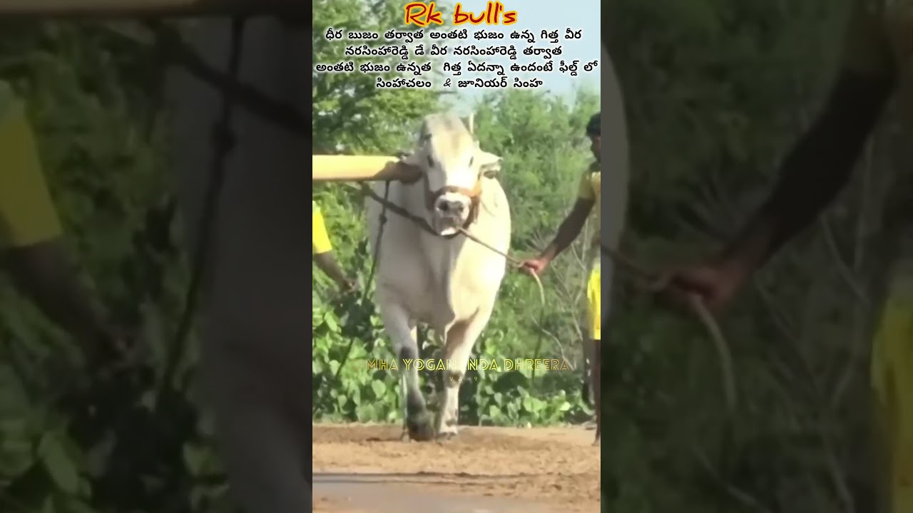 junior SIMHA 🔥🔥