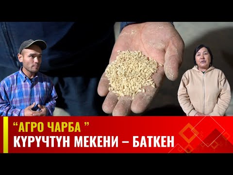 Видео: Күрүчтүн мекени  –  Баткен | Агро Чарба