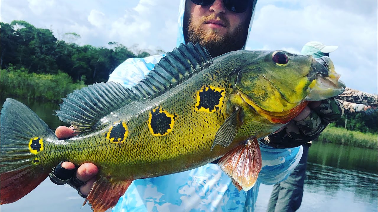 peacock bass topwater