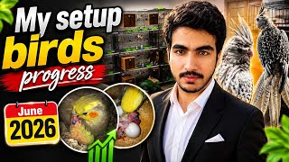 Celebrity My Birds setup Progress | June 2026 🐣 Cockatiel Breeding Setup Net Worth