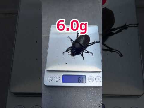 カブトムシのメスは昆虫ゼリーを食べる前と食べた後では体重はどれだけ違うのか検証してみた