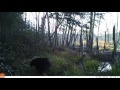 Westhampton trail cam: Bear pays a visit