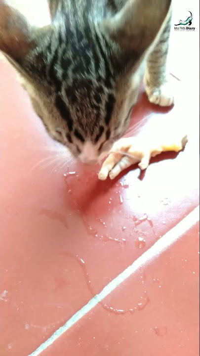 Anak kucing dikasih ceker Ayam | Feeding kitten with chicken feet