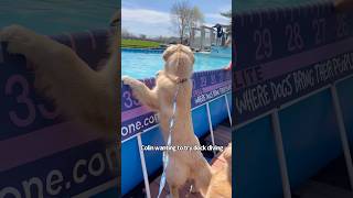 He may not win contests but he always wins hearts 🥺❤️#dockdiving #goldenretriever