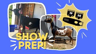 Clipping Dairy Goats for Show (with 7F and 10 blades)