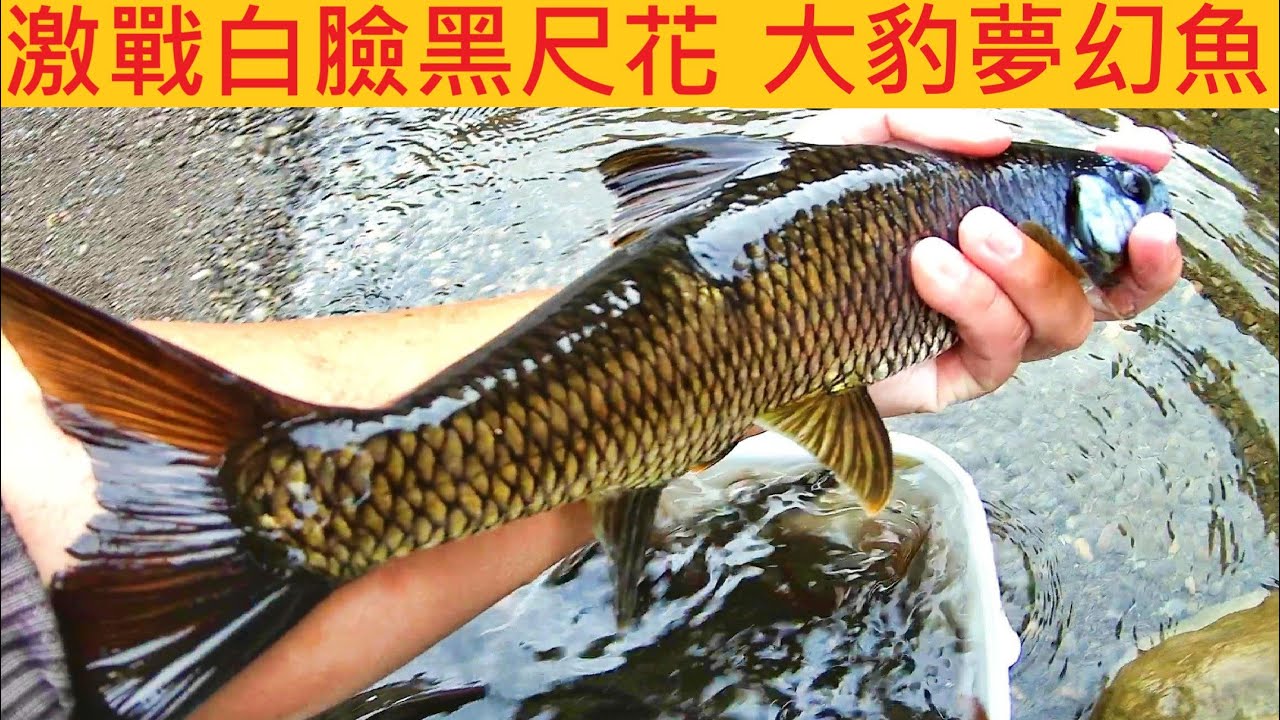 激戰白臉黑尺花 大豹夢幻魚 @羨慕人家後院滿溪都尺花 #溪釣 #苦花