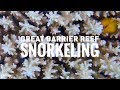 Snorkeling in the Great Barrier Reef Australia in 4K