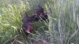 Homestead Life! #chickens #Homestead #godscreation #nature