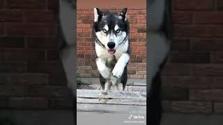 Animal De Companie Drăguță