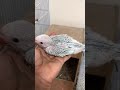 انتاج الدرة 03 Redneck Parrot breeding
