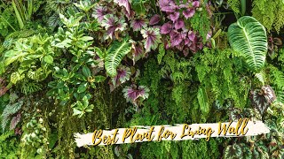 10 Best Plants for Living Wall  Vertical Garden Plants