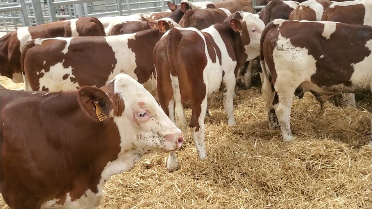 سوفري موبليار  200/180كغ  خيرتو و راه في الجزائر 🇩🇿 لي حاب يشري مرحبا.