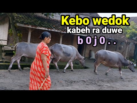 Lokasi tempat Banyak Kerbau betina tanpa laki-laki Dusun tradisonal Geneng Ngawi Jawa timur.