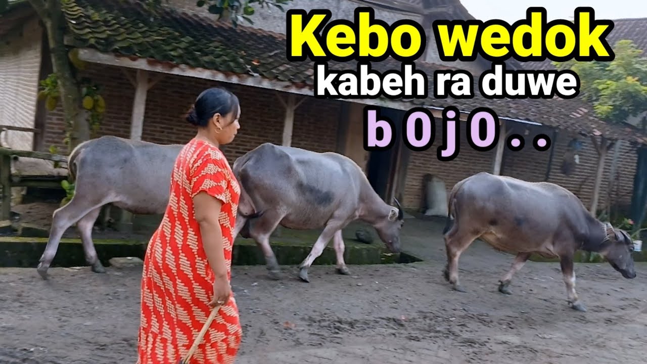 Lokasi tempat Banyak Kerbau betina tanpa laki-laki Dusun tradisonal Geneng Ngawi Jawa timur.