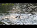 Freedom the Parrot Shouts When Muscovy Duck Swims with Wet Wings to Pekin Duck in Lake! Oviedo 