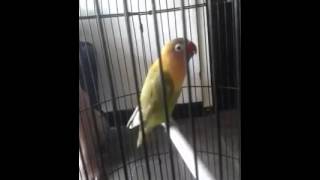 Masteran Love Bird Suara Ngeke Puanjangg Bingit