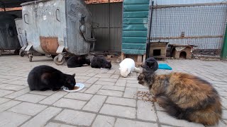 Pregnant cat, kittens and cats live in a trash heap