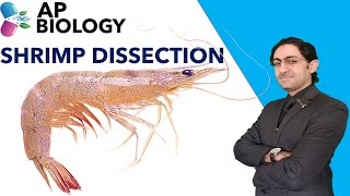 SHRIMP DISSECTION - 4K-RESOLUTION [PRACTICAL] screenshot 4