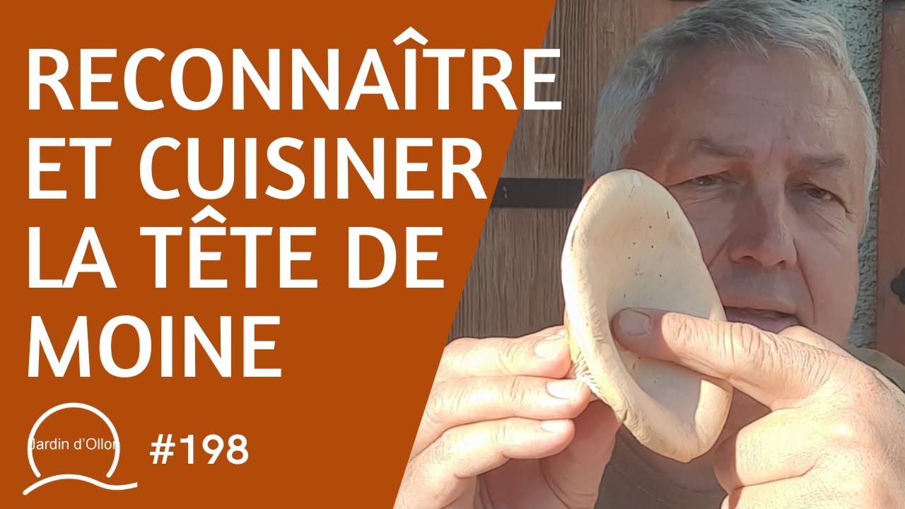 #197-Reconnaître et cuisiner la tête de moine (Clitocybe géotropa)