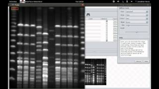 Annotating Experiment in GelJ