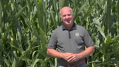 Our experience harvesting down corn