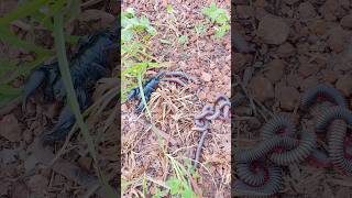 Amazing strange insects #scopion #millipede #insects #shorts