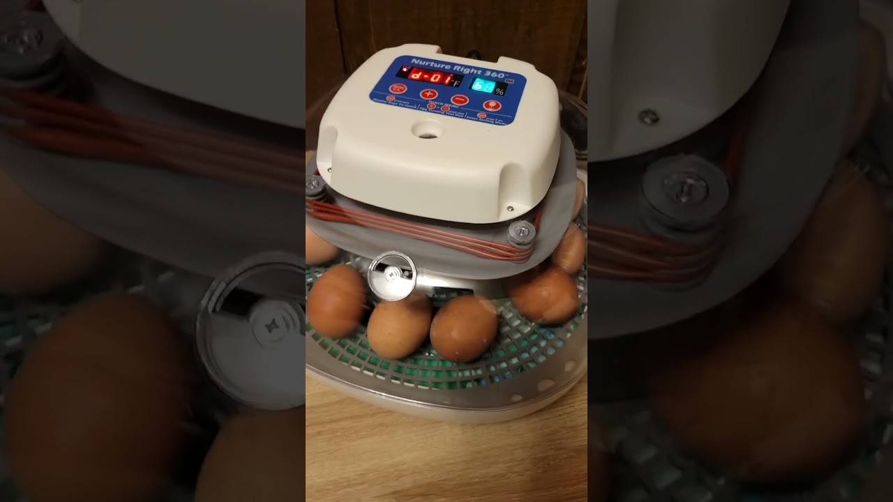 Incubating Chicken Eggs - Start to Finish