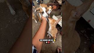 Don’t Ignore Street Dogs… They Are Cute &amp; Loyal Too 🥺🐶❤️