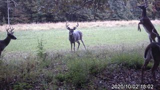 Deer licking branch & foot plot trail cam montage on Kentucky hunting land!