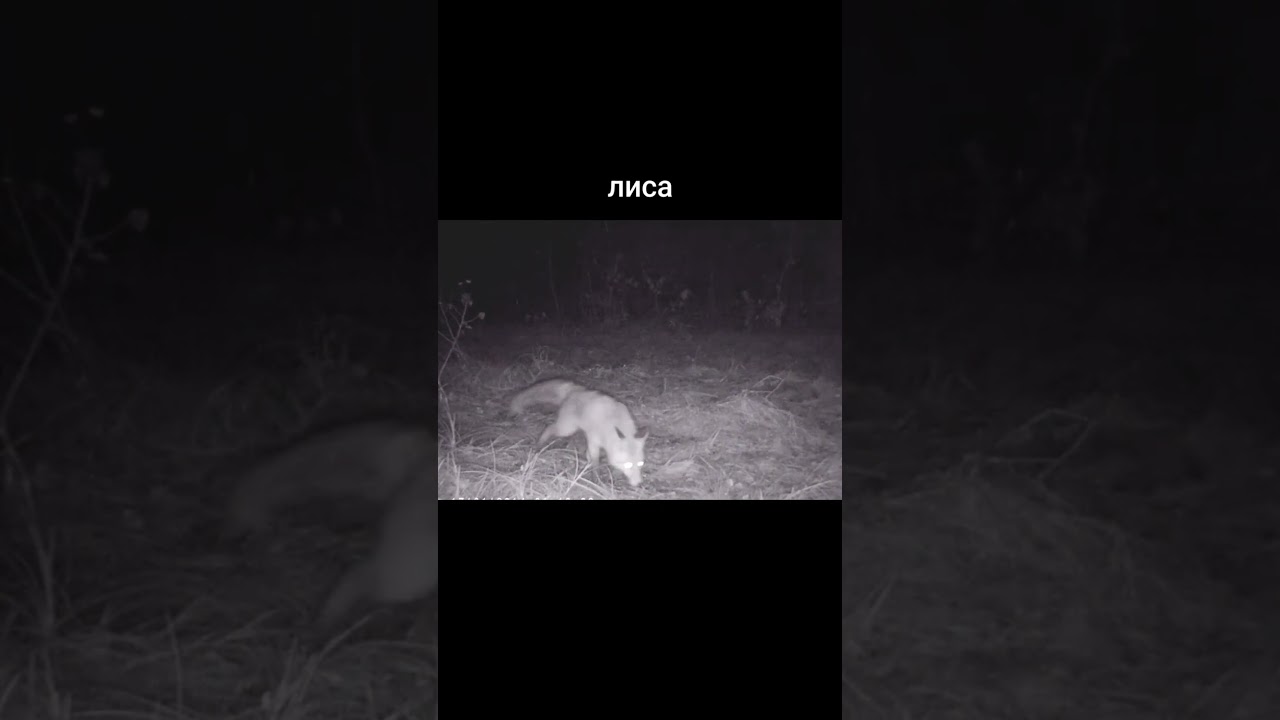 Лиса. 