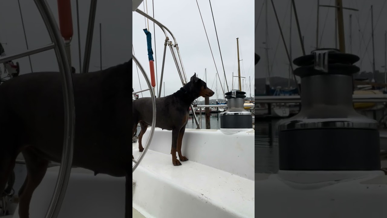 Good morning from Sausalito.. #boatlife #petsofyoutube #sailing