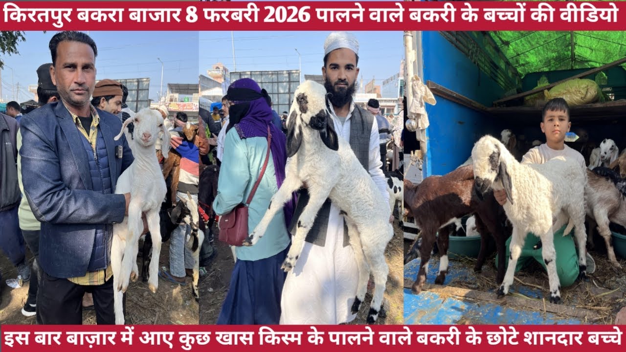 किरतपुर बकरा बाजार की 8 फरबरी 2026 पालने वाले बकरी के छोटे बच्चों की वीडियो || प्रेगनेंट बकरियों