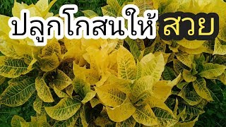 ปลูกโกสนให้สวย ไม้มงคล ไม้ใบหลากสี สารบัญพันธุ์ไม้Ep.3