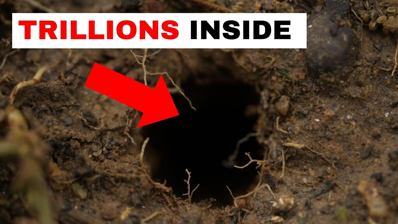 Cicadas: Nature's Greatest Mystery, Explained