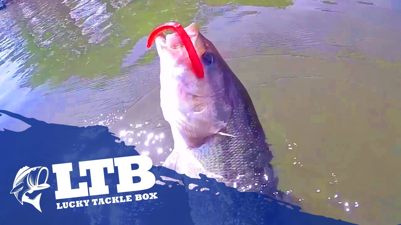How to Fish a Worm for Spring Bass YouTube