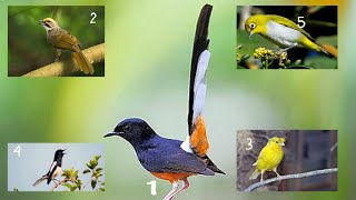 Ini dia 5 burung kicau termahal di Indonesia