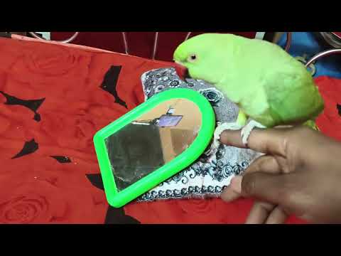 मेरा प्यारा मिट्ठू 🦜❤️ | डांस, बातें और ढेर सारी मस्ती | सबसे क्यूट Parrot Video Ever