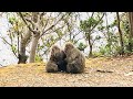 【MV】RADWIMPS 「tazuna」 屋久島 「恐竜超世界」