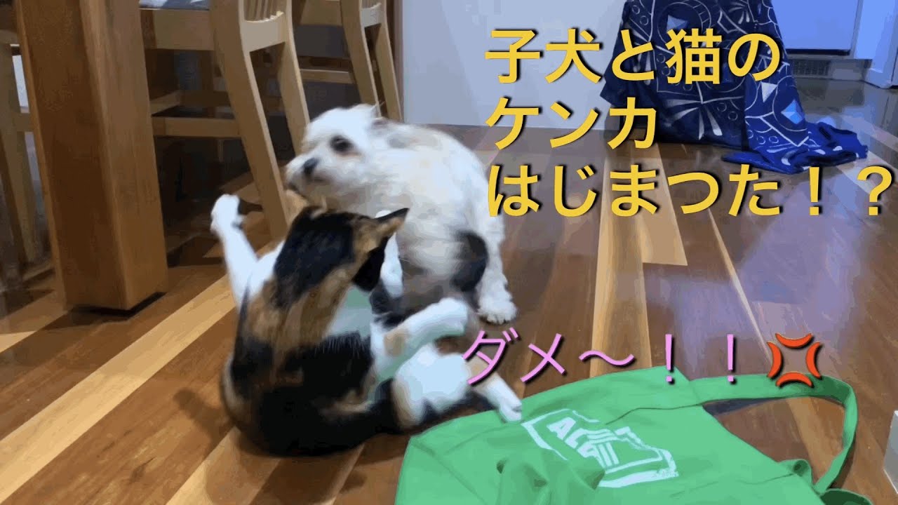 犬猫の喧嘩 Youtube