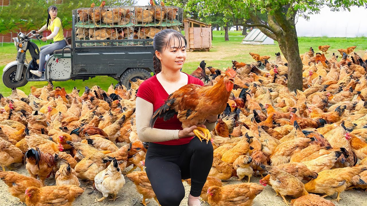 Harvesting Many Chicken By 3-Wheeled Vehicle Goes To The Market Sell - Farm Life