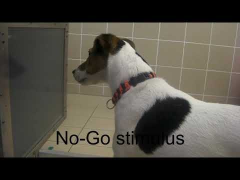 Canine Go No Go Test