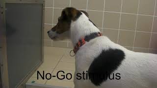 Canine Go No Go Test